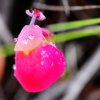 Le brouillard a déposé sa rosée sur cette Utricularia quelchi